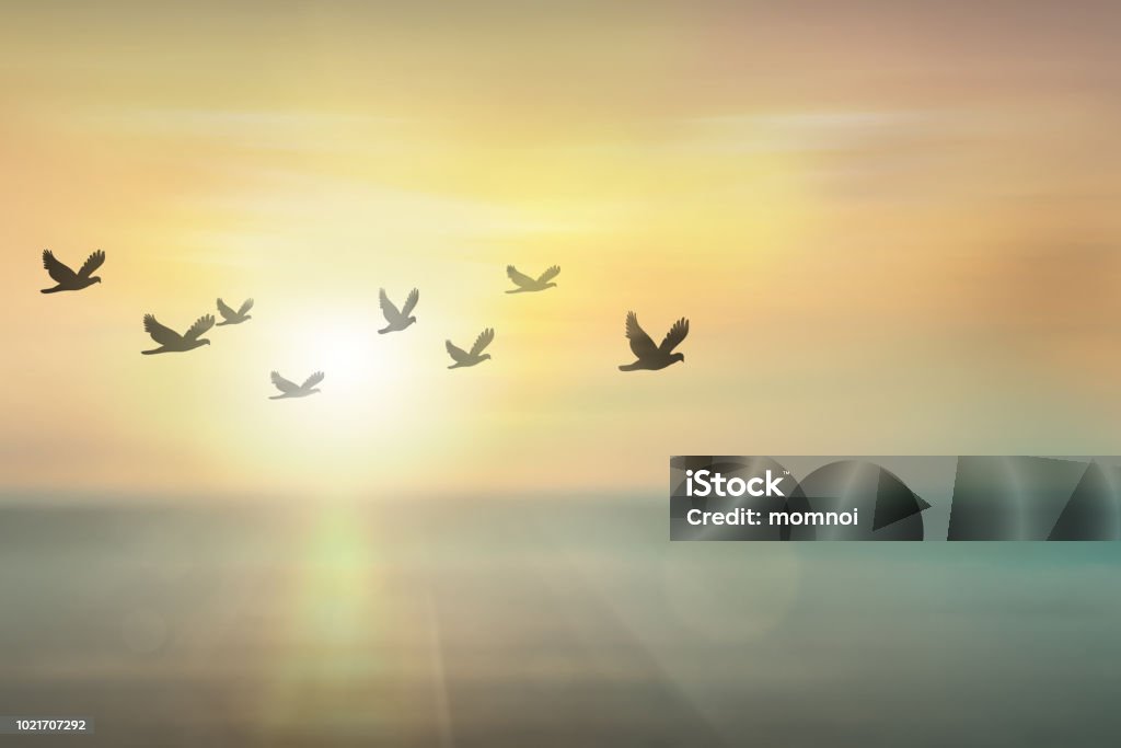 Silhouette gratuits oiseaux volant ensemble dans le ciel coucher de soleil. - Photo de Nature libre de droits