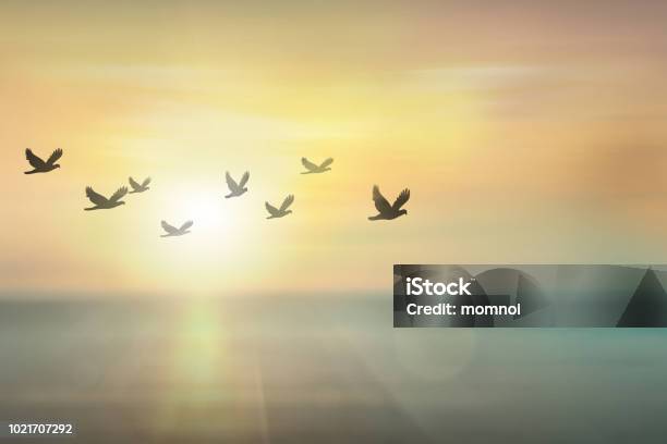 シルエット自由鳥は一緒に夕焼けの空を飛んでいます - 自然のストックフォトや画像を多数ご用意 - 自然, 平穏, 鳥