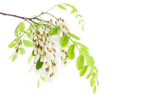 Blossoming branch of Acacia isolated on white background. Black Locust