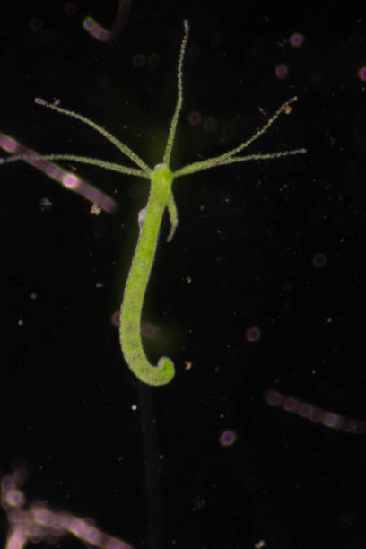 Freshwater Hydra Stock Photos, Pictures & Royalty-Free Images - iStock Freshwater Hydra Stock Photos, Pictures & Royalty-Free Images - iStock