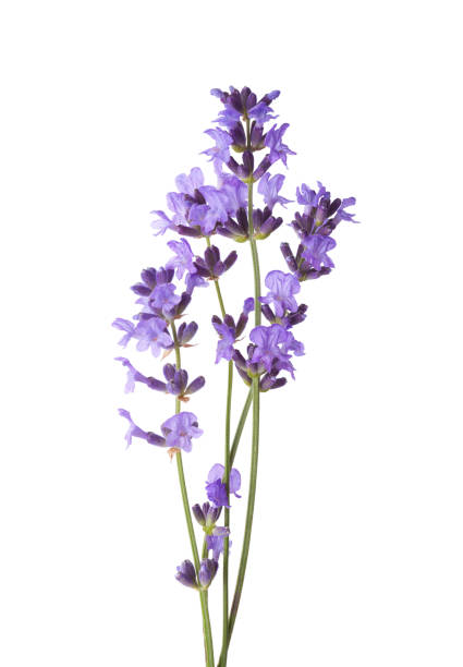 istock Few sprigs of lavender isolated on white background. 1021710512