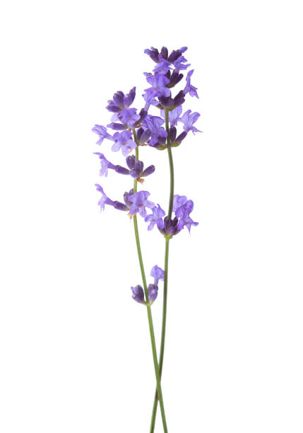 istock Two sprigs  of lavender isolated on white background. 1021710524