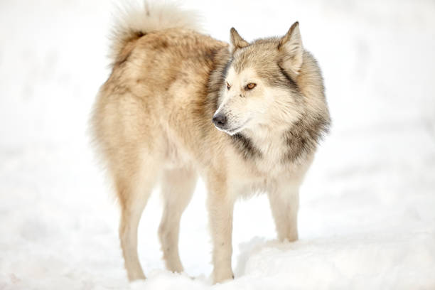 istock hunting laika in winter forest wolf dog 1021714800