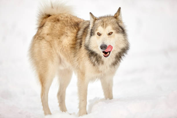 portrait of hunting laika in winter forest wolf dog