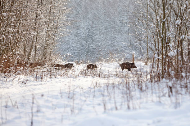 herd boars running across the winter field