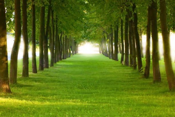 istock solar alley of green trees 1021718492