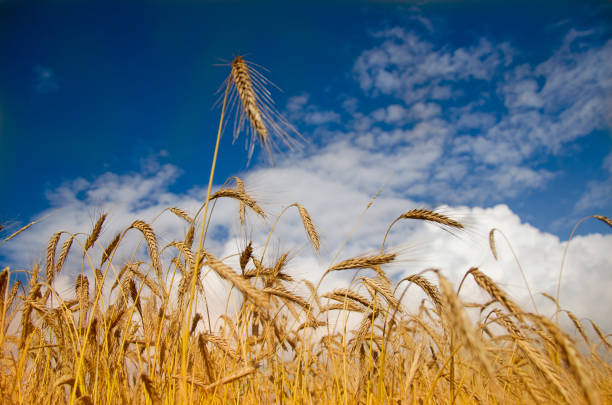 солнечный день и золотое пшеничное поле - kansas wheat bread midwest usa стоковые фото и изображения