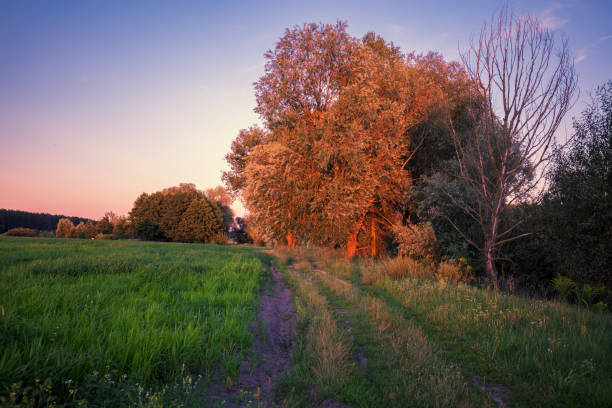 Rural landscape in evening. Dirt road at sunset.