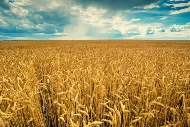 istock Wheat field with cloudy sky and clouds. Beautiful nature 1021718774