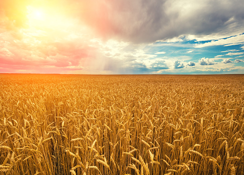 Wheat field with cloudy sky and clouds. Beautiful nature