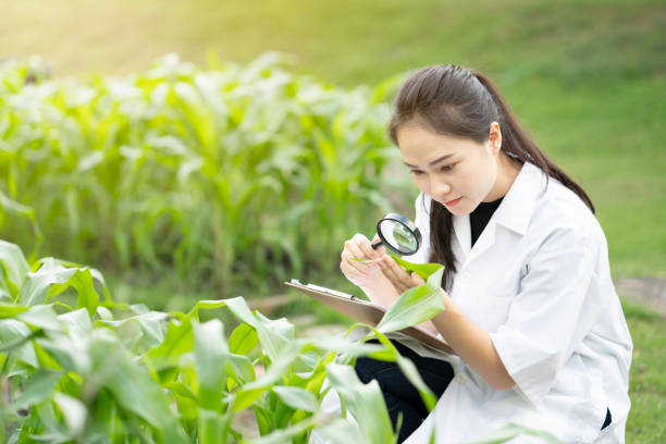 ingegnere donna biotecnologica che esamina le foglie vegetali mediante lente d'ingrandimento per le malattie, ricerca per il concetto di scienza - bacterium virus magnifying glass green foto e immagini stock