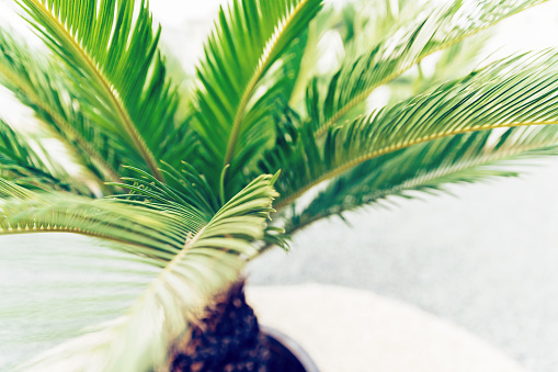 Close-up of a palm leaf with the landscape of the island of Mallorca out of focus