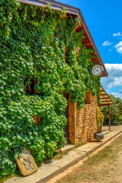 istock Wall covered with greenleaves of grape. 1021725548