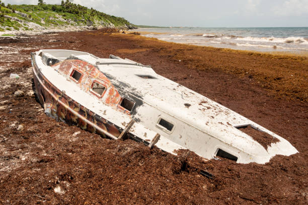 istock Stranded boat surrounded by Sargassum seaweed 1021725982