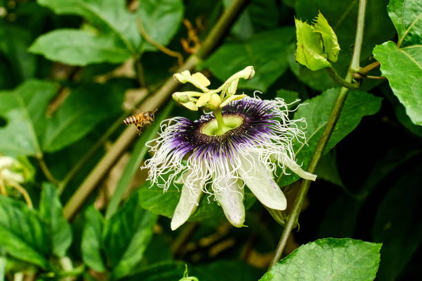 istock Bee flying to the flower 1021728826