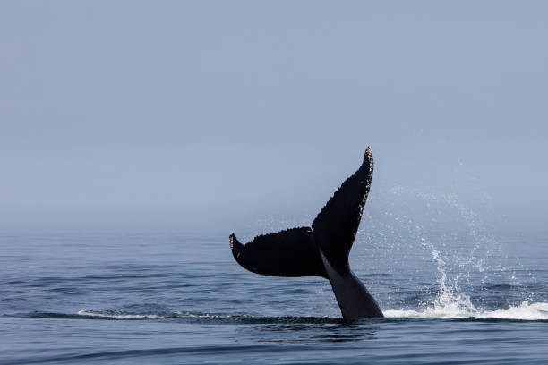 istock Humpback Fluke in Atlantic Ocean 1021729028