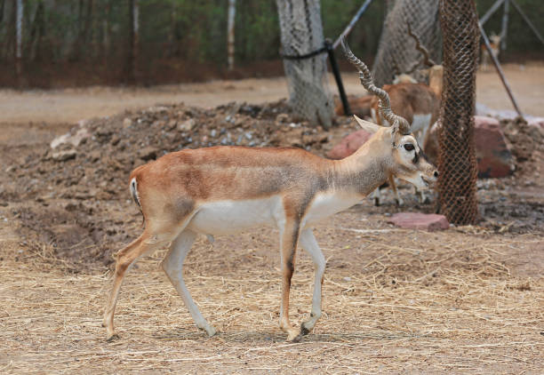 istock Blackbuck deer (Antilope cervicapra) in zoo. 1021729152