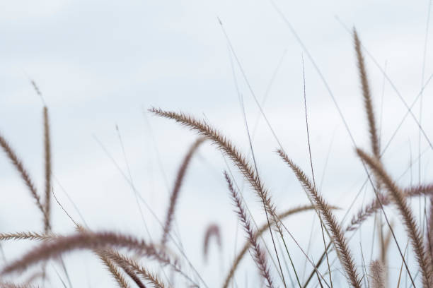 istock Grass flowers with blue sky background 1021733450
