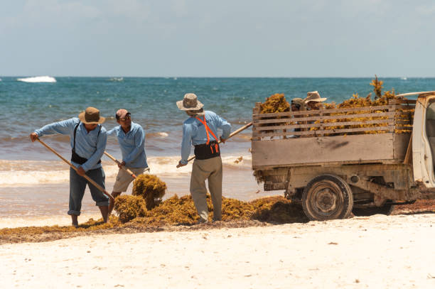 workers cleaning Sargassum seaweed from the beach in Mexico Tulum, Mexico - 5 August 2018: workers are loading Sargassum seaweed into a truck at Playa Paraiso. sargassum stock pictures, royalty-free photos & images