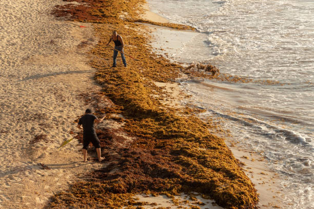 Patches of Sargassum seaweed on a Tulum beach in Mexico Tulum, Mexico - 7 August 2018: Two men are cleaning Sargassum seaweed from the beach. sargassum stock pictures, royalty-free photos & images