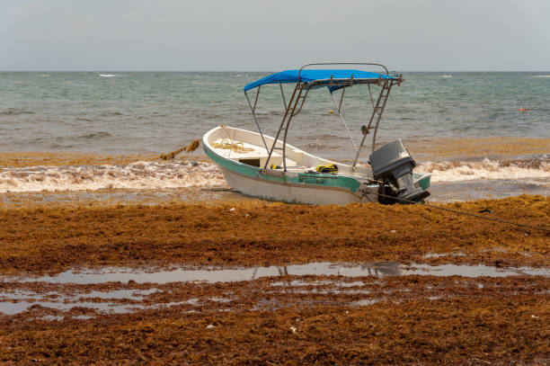workers are cleaning Sargassum seaweed from the beach. Tulum, Mexico - 12 August 2018: Boat surrounded by Sargassum seaweed at Tulum Beach. sargassum stock pictures, royalty-free photos & images