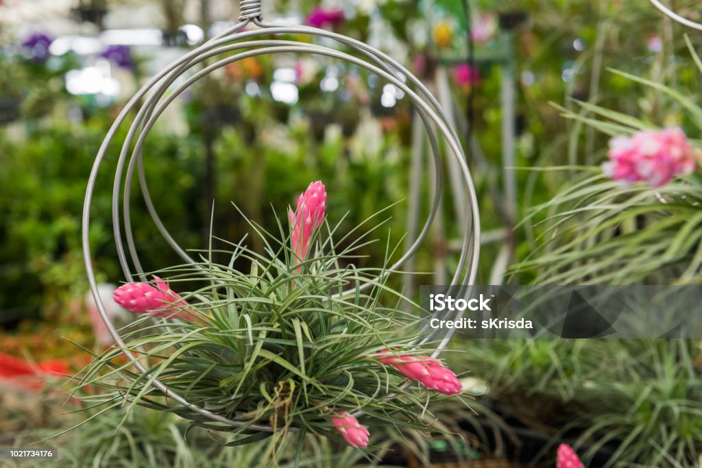 The Tillandsia houston (Hybrid with stricta X recurvifolia) air plant is blooming flower Spanish Moss Stock Photo