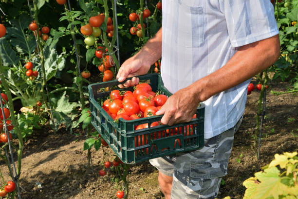 istock farmer collects tomato crops vegetable garden with tomatoes 1021736056