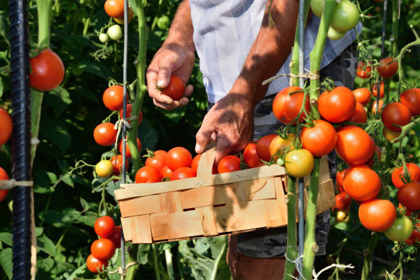 istock farmer collects tomato crops vegetable garden with tomatoes 1021737636