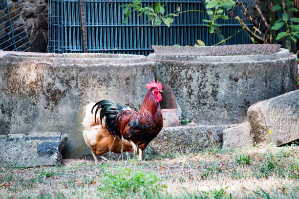 istock Rooster in the meadow 1021744294