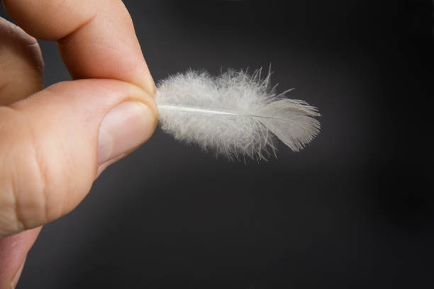 istock Black and white feather of a bird on a black background 1021744458