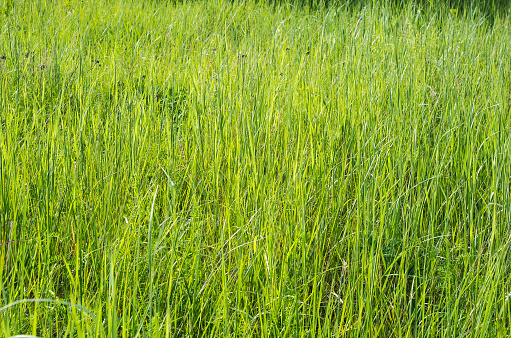 the background green grass image field