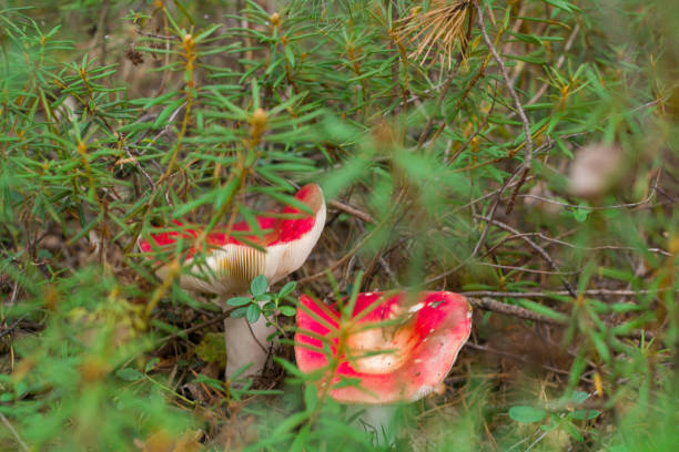 mushroom in autumn forest