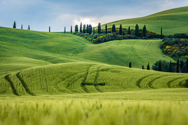 istock Sunny landscape from Val d'Orcia, Tuscany, Italy 1021755074