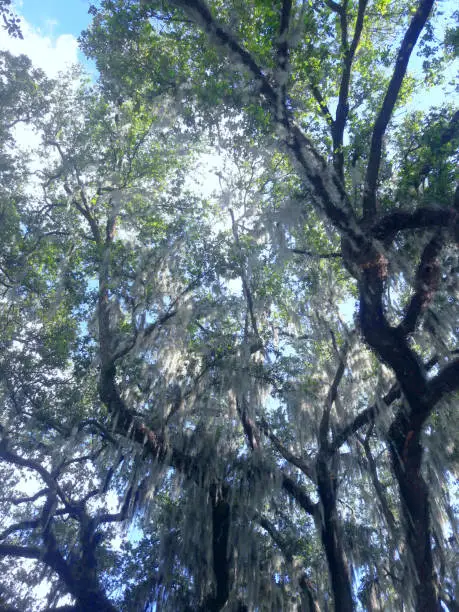 Sunlight seeping through the branches of an old southern tree