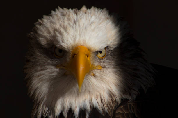 istock face of freedom 1021759422