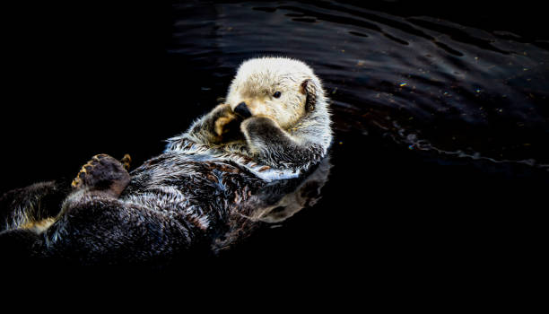 istock Sea otter floating in the water 1021766642