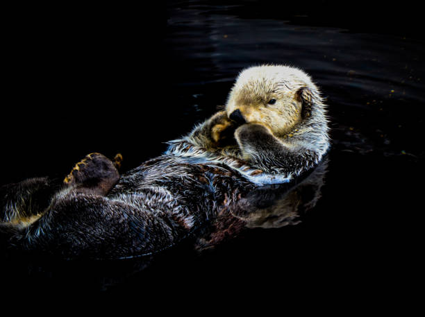 istock Sea otter floating in the water 1021766644