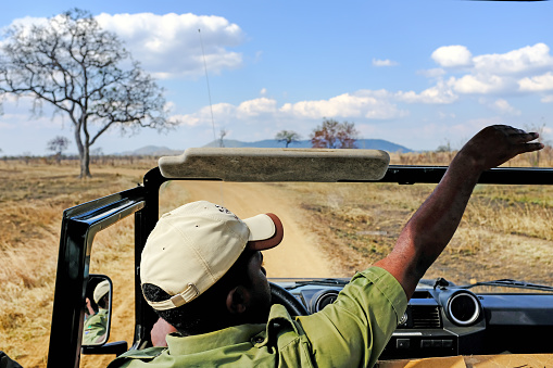 Mikumi National Park,Tanzania - August 3, 2018: African guide is driving a safari vehicle and showing wildlife during a game drive in the national park.