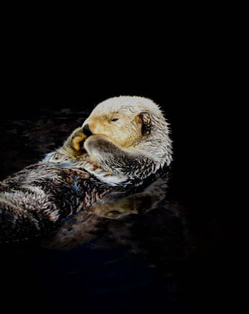 istock Sea otter floating in the water 1021766664