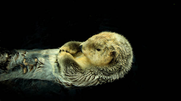 istock Sea otter floating in the water 1021766668