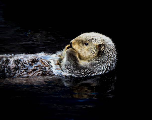 istock Sea otter floating in the water 1021766676