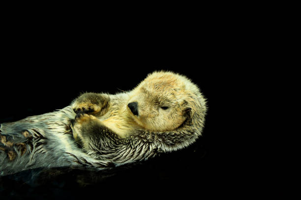 istock Sea otter floating in the water 1021766688