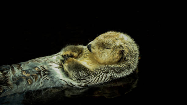 istock Sea otter floating in the water 1021766690