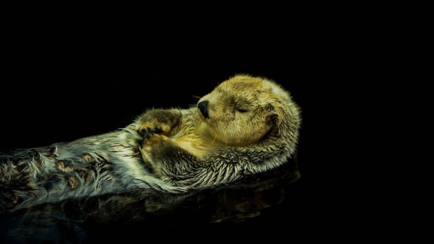 istock Sea otter floating in the water 1021766710