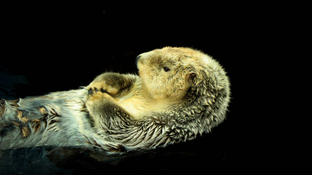 istock Sea otter floating in the water 1021766752