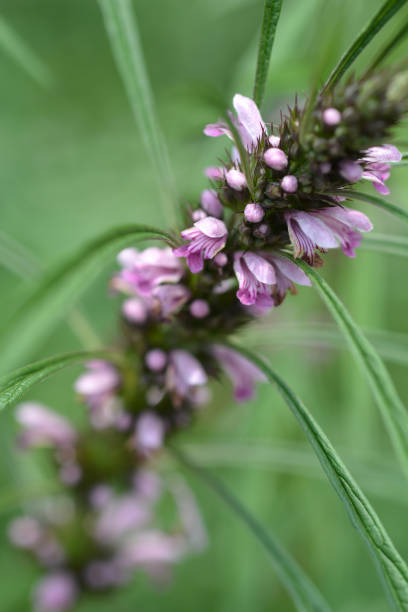 istock Siberian motherwort 1021769122