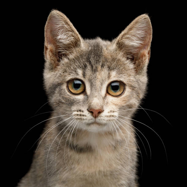 istock Cute Kitten on Isolated Black Background 1021775654
