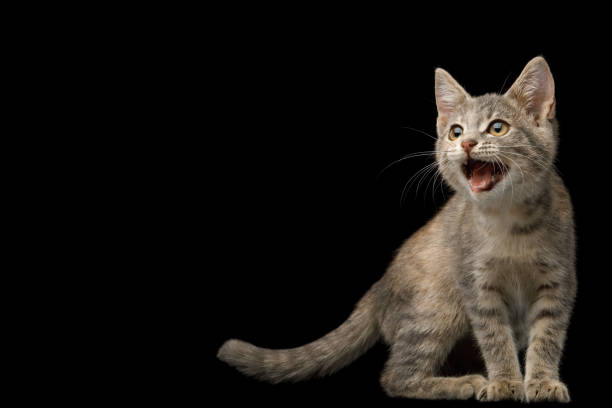 istock Cute Kitten on Isolated Black Background 1021775888