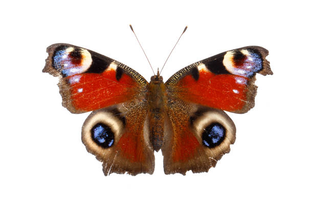 istock European peacock butterfly 1021775908