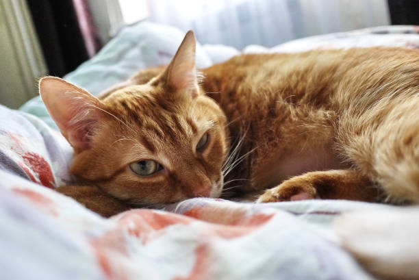 istock Red cat lying comfortably on the bed. 1021778786
